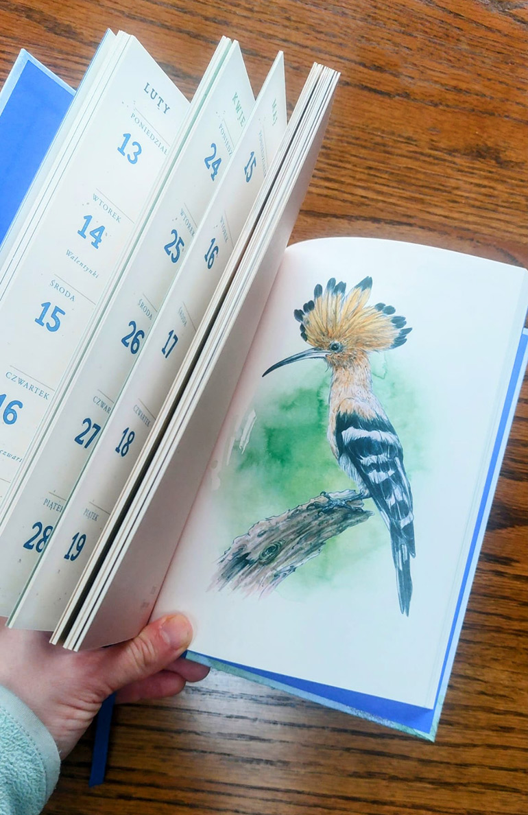 African hoopoe – wildlife bird illustration by Aga-Grandowicz.