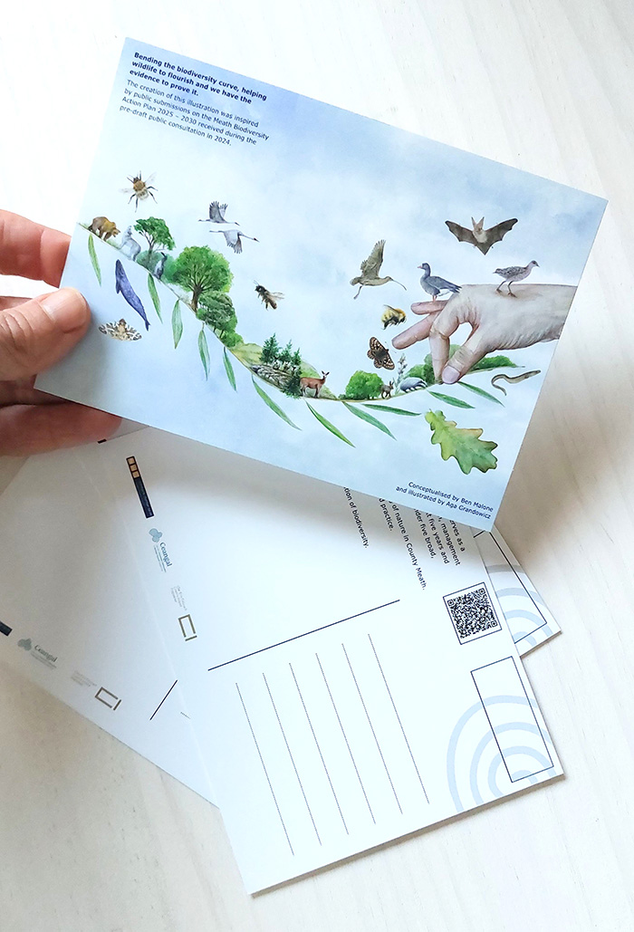 Bending the biodiversity curve, helping wildlife to flourish – illustration for Meath County Council