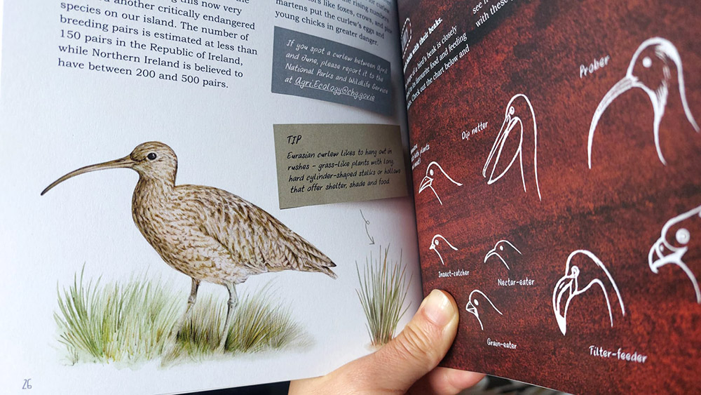Aga Grandowicz_Remarkable Creatures: a guide to some of Ireland’s disappearing animals_curlew.