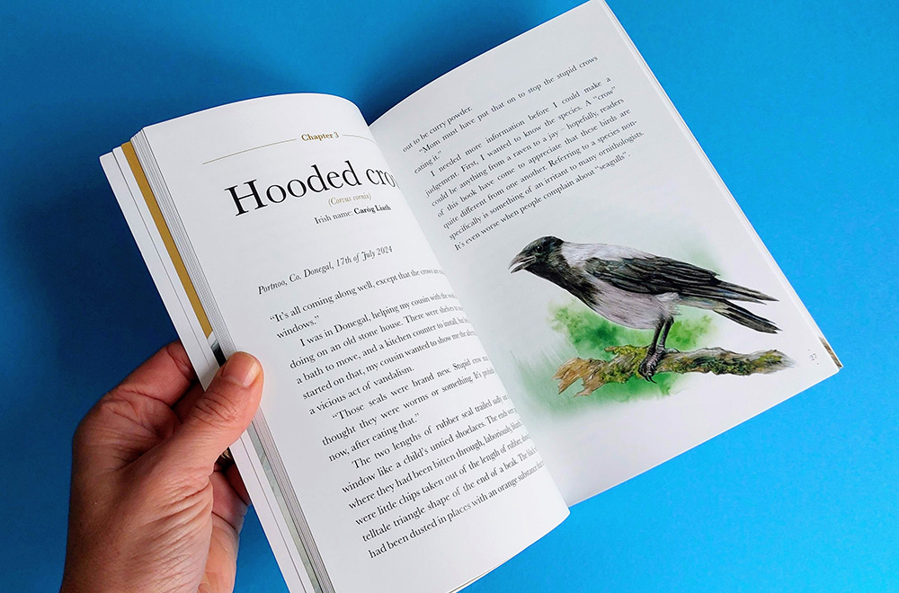 Encounters-with-corvids_Hooded-Crow_by-Fionn-Ó-Marcaigh,-illustrated-by-Aga-Grandowicz.