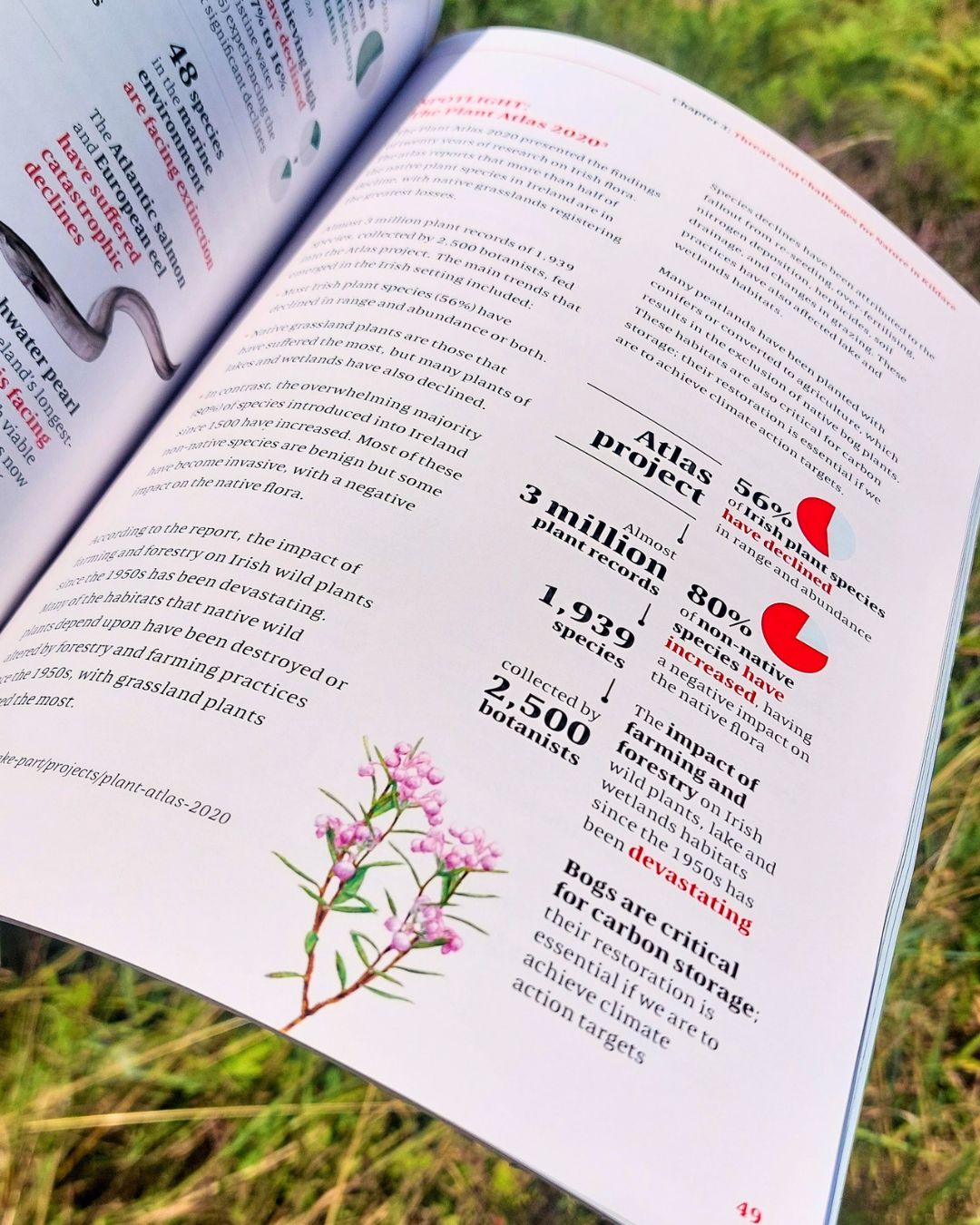Kildare County Council biodiversity Action Plan 2026-2031_Aga Grandowicz/Natural World Design_1