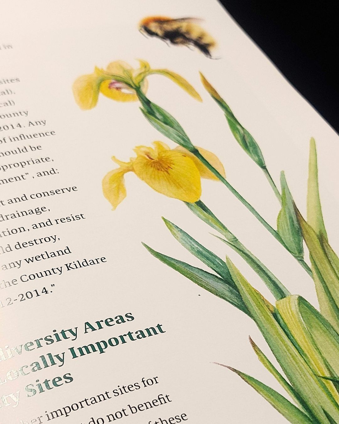 Kildare County Council biodiversity Action Plan 2026-2031_Aga Grandowicz/Natural World Design_3.