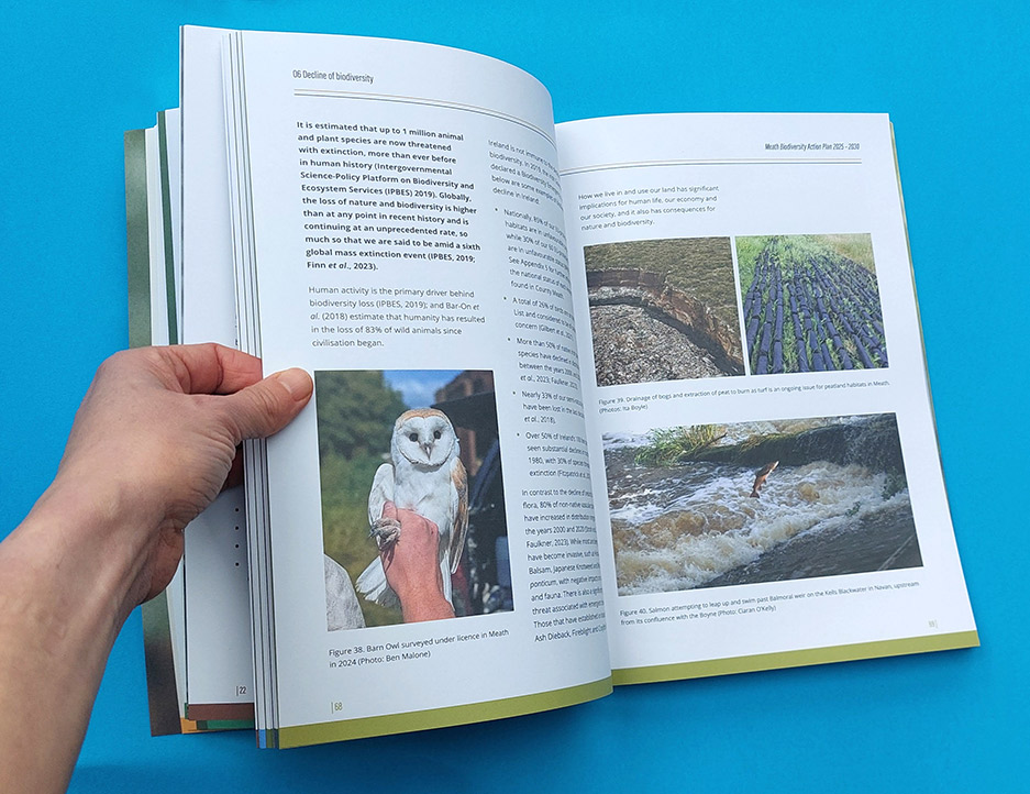 Meath-Biodiversity-Action-Plan_design-and-artwork-by-Aga-Grandowicz_5
