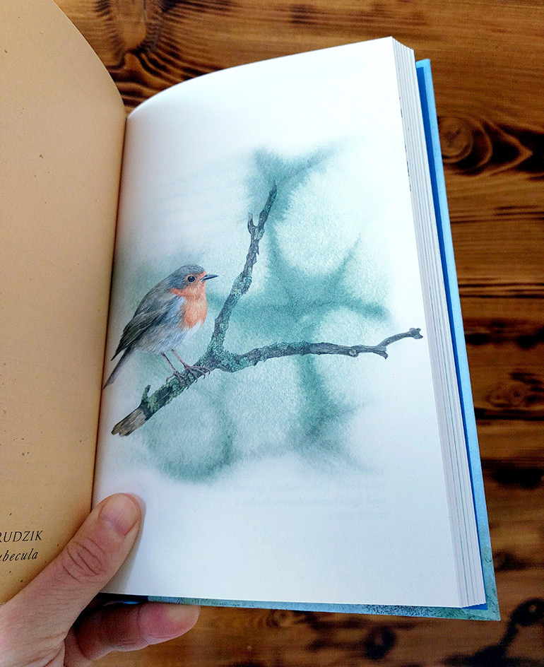 Robin – bird illustration by Aga Grandowicz.