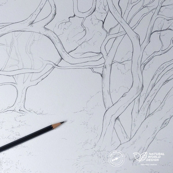 2-Wildlife board for Curiodyssey–sketch of the woodland1-artwork by Aga Grandowicz / Natural World Design