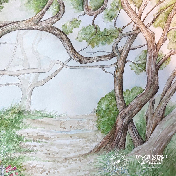 4-Wildlife board for Curiodyssey–sketch of the woodland3-artwork by Aga Grandowicz / Natural World Design