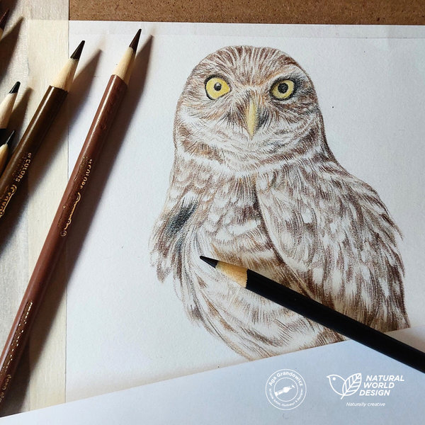 5-Wildlife board for Curiodyssey–drawing of a Burrowing Owl/shoco-detailed artwork by Aga Grandowicz / Natural World Design