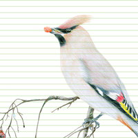Bohemian waxwing – original colour pencil drawing by Aga Grandowicz – closeup.