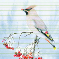 Bohemian waxwing – A4 Art Print