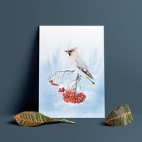 Bohemian waxwing – A4 Art Print