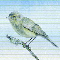 Common chiffchaff – A4 Art Print