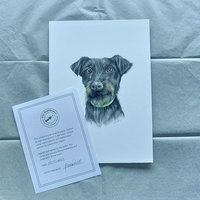 Pet portraits