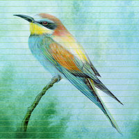 European bee eater – A4 Art Print