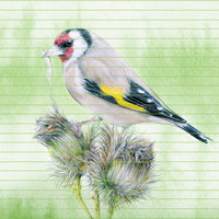 European goldfinch – A4 Art Print