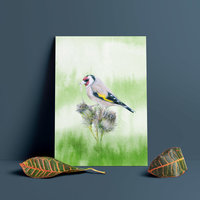 European goldfinch – A4 Art Print