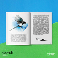 Encounters with corvids
