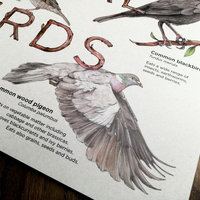 Our Local Birds – information board