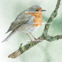 Robin on a branch – A4 Art Print