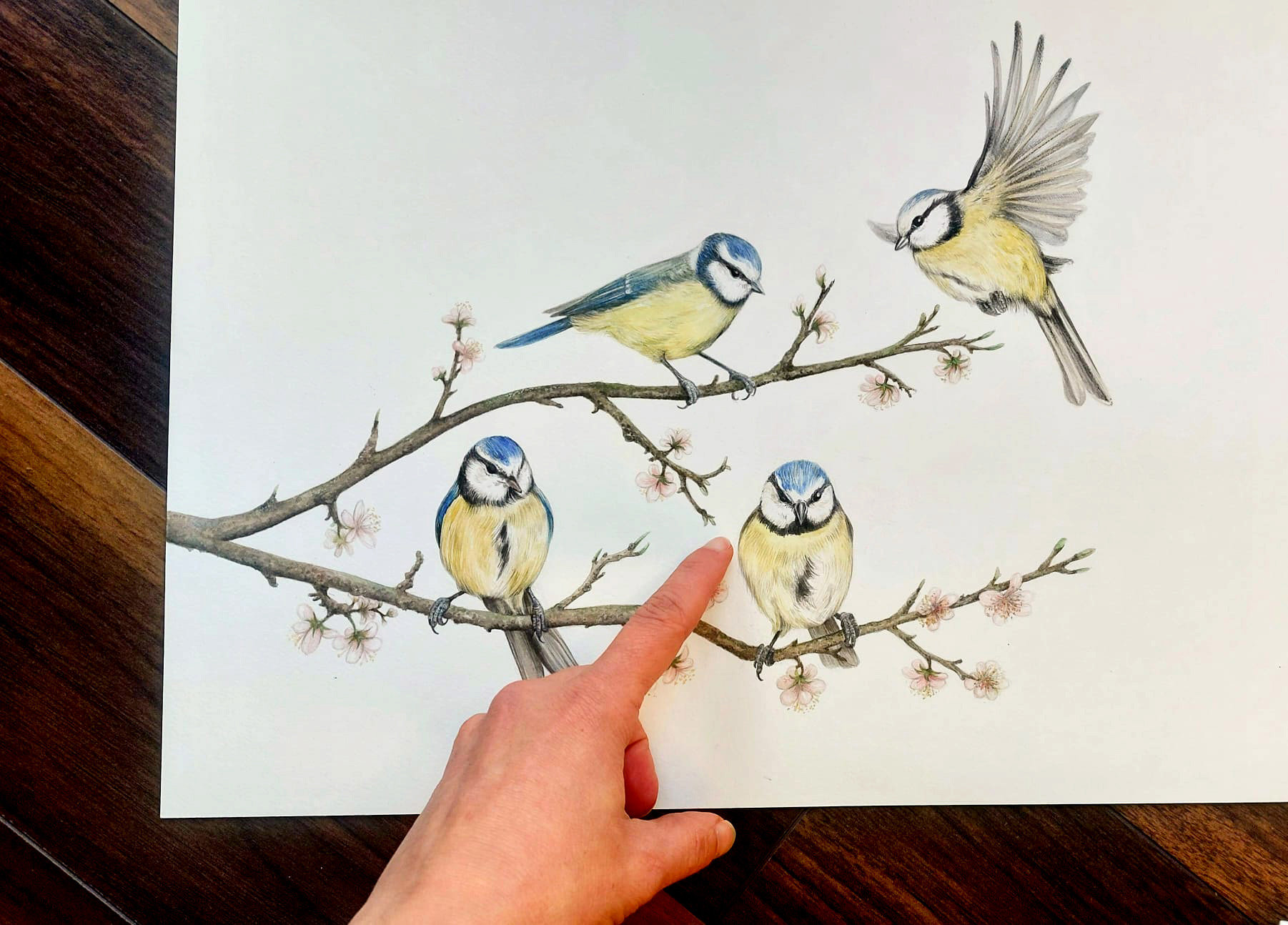Blue tits on a blossom branch – original watercolour painting