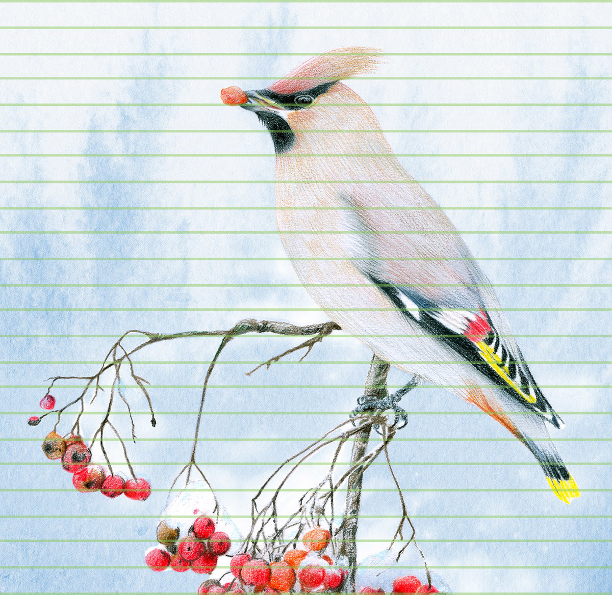 Bohemian waxwing – A4 Art Print