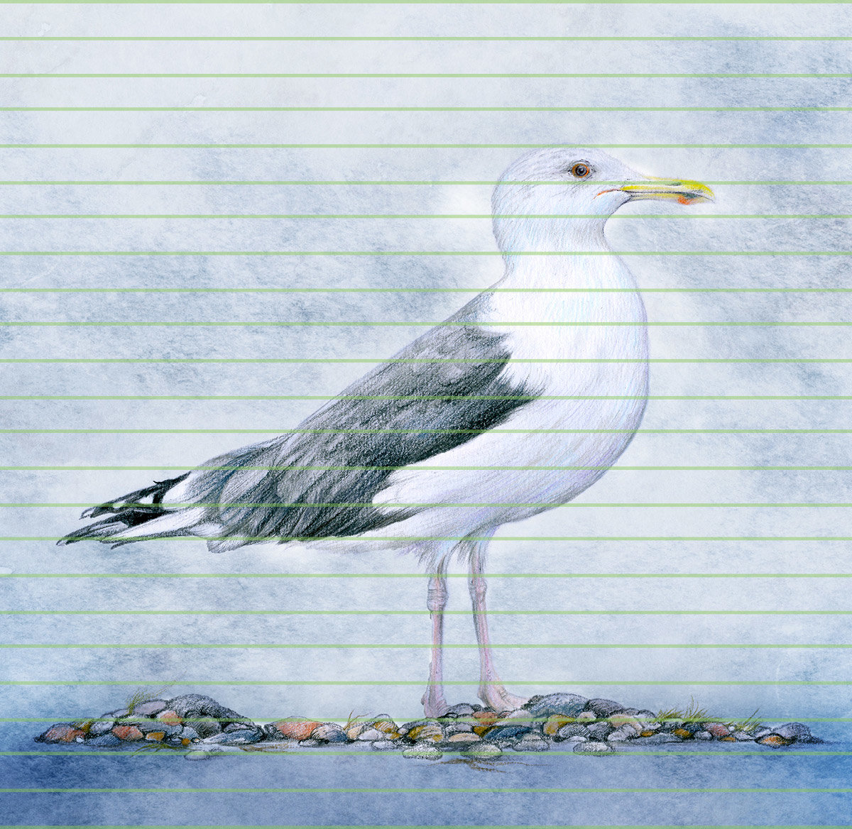 Caspian gull – A4 Art Print