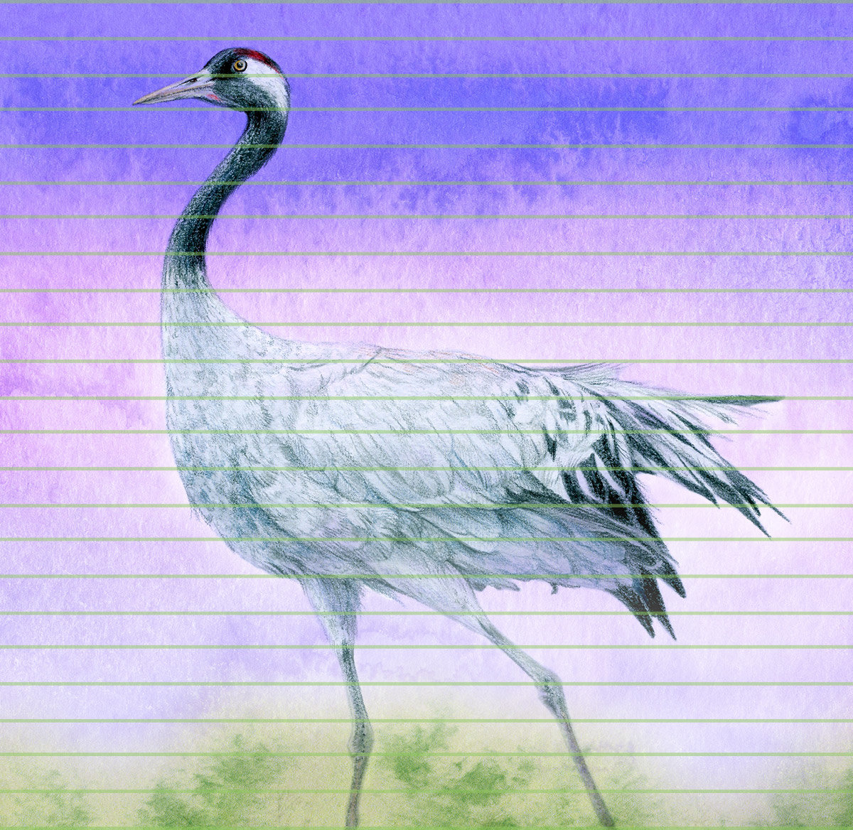 Common crane – A4 Art Print