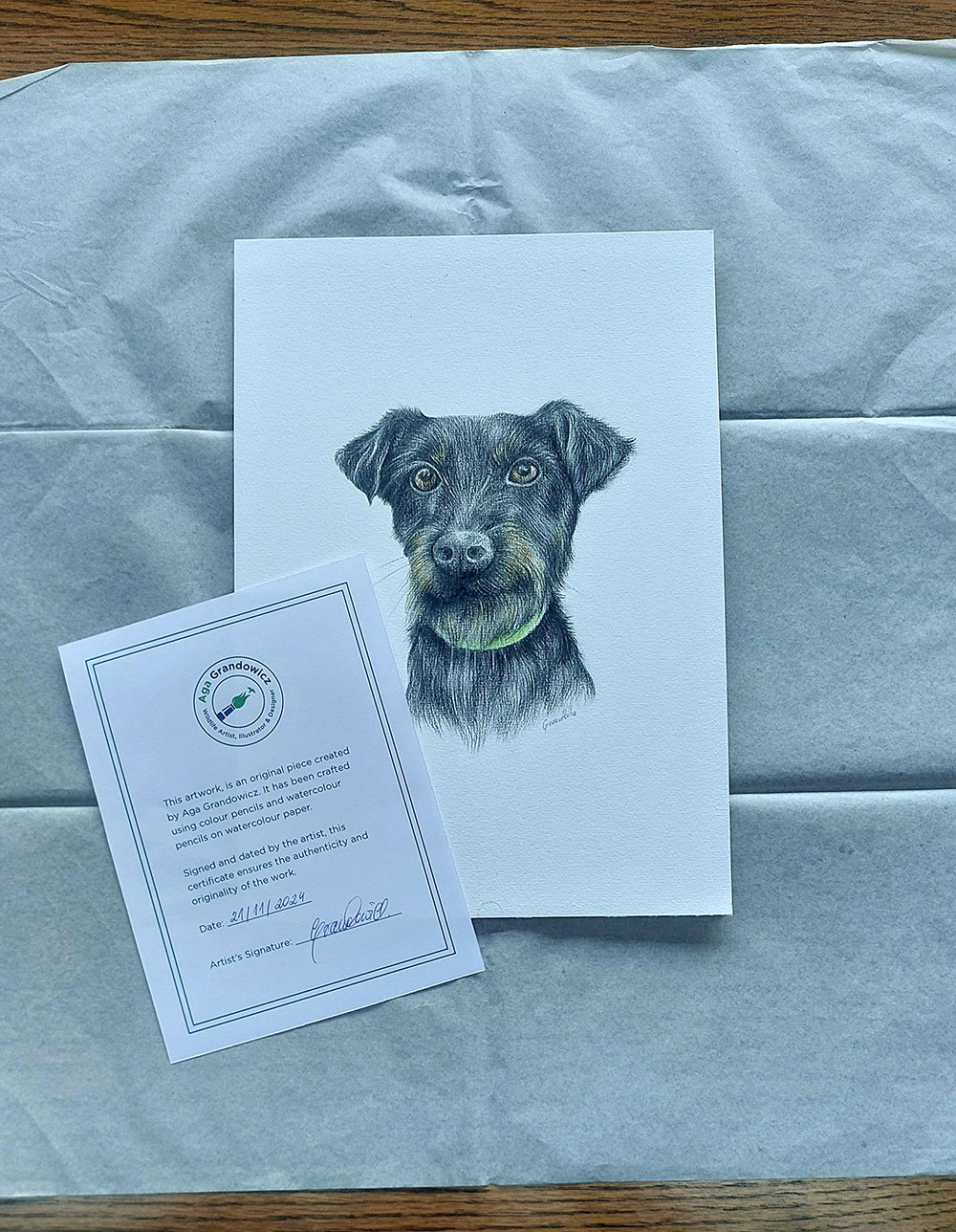 Pet portraits
