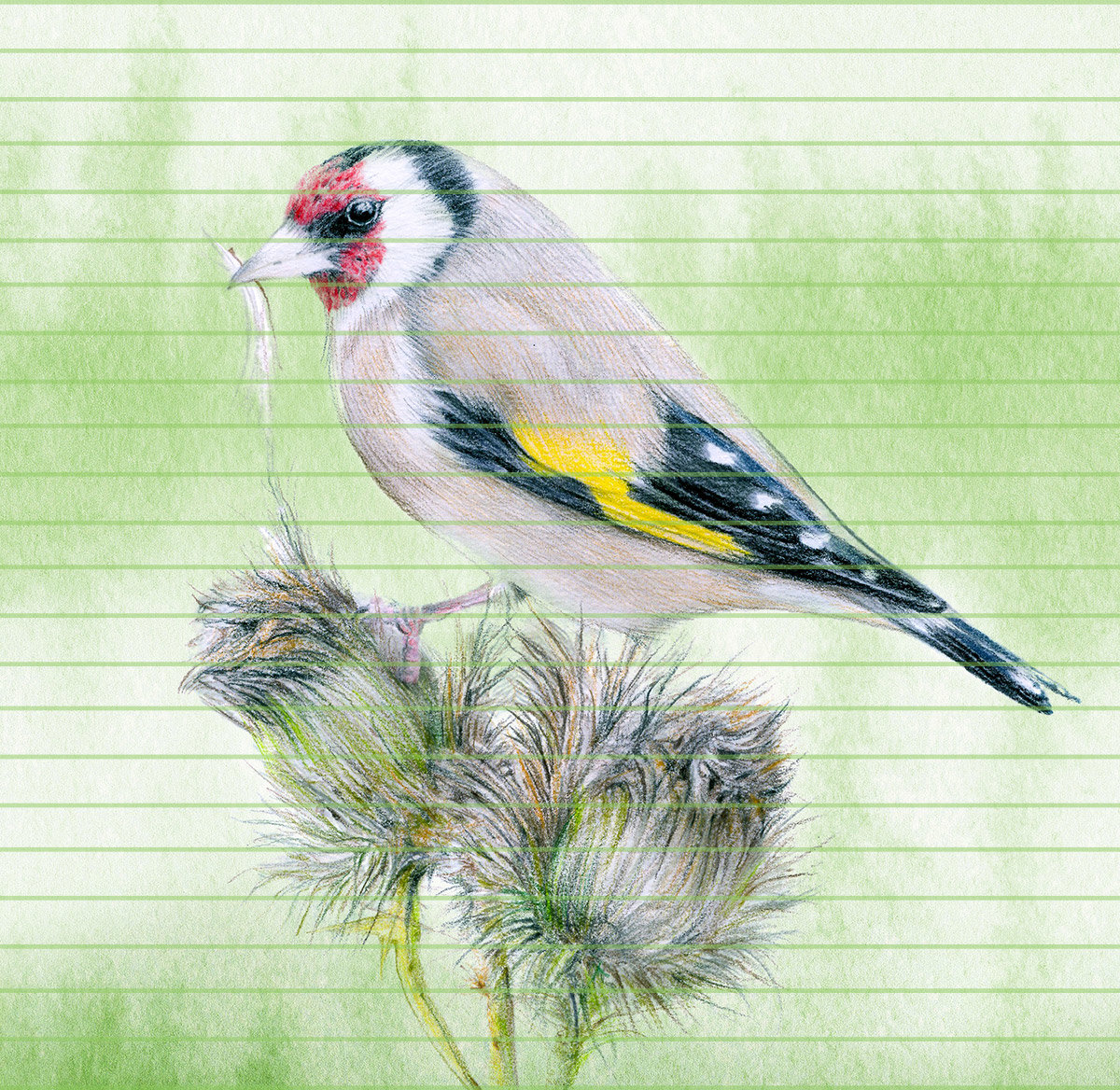 European goldfinch – A4 Art Print