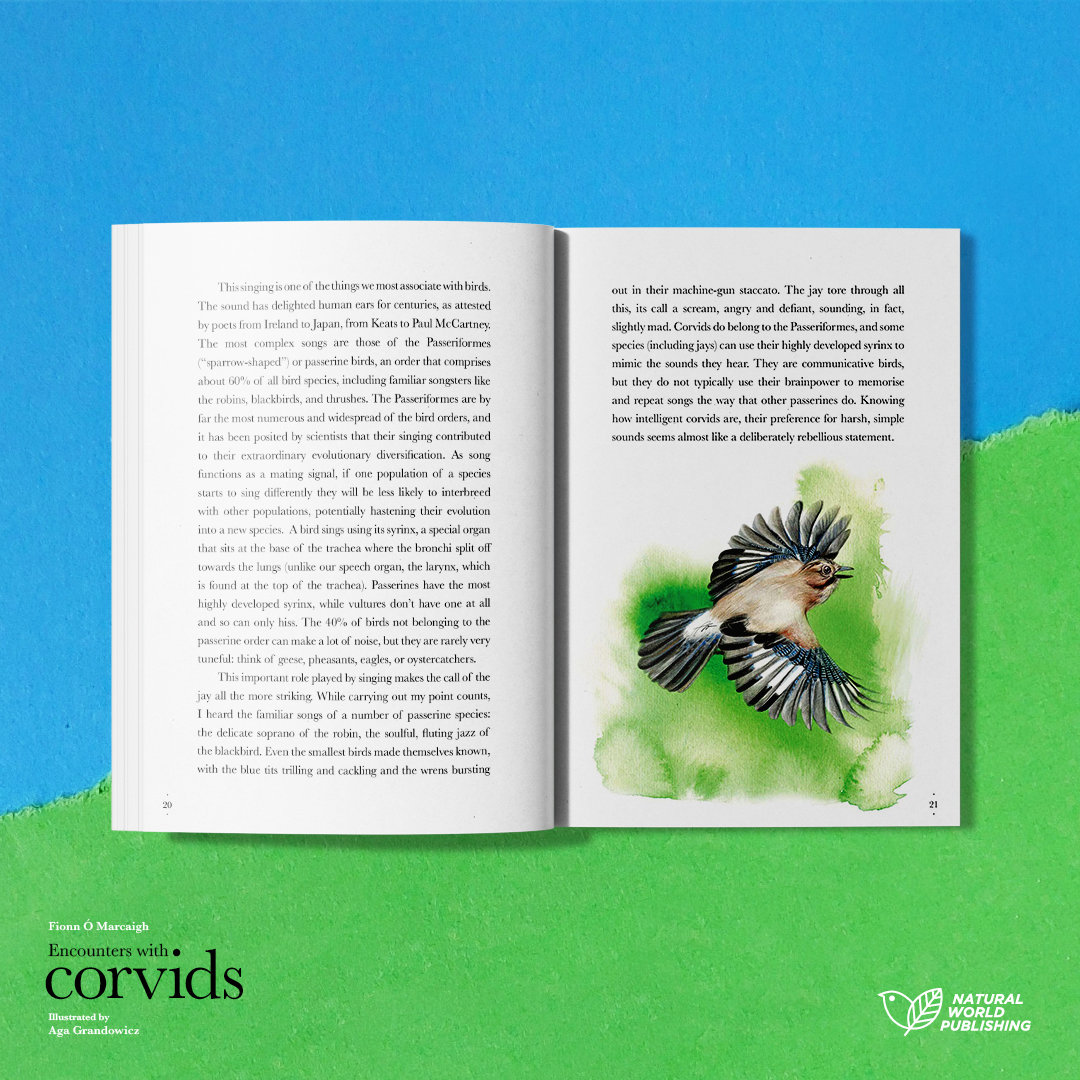 Encounters with corvids
