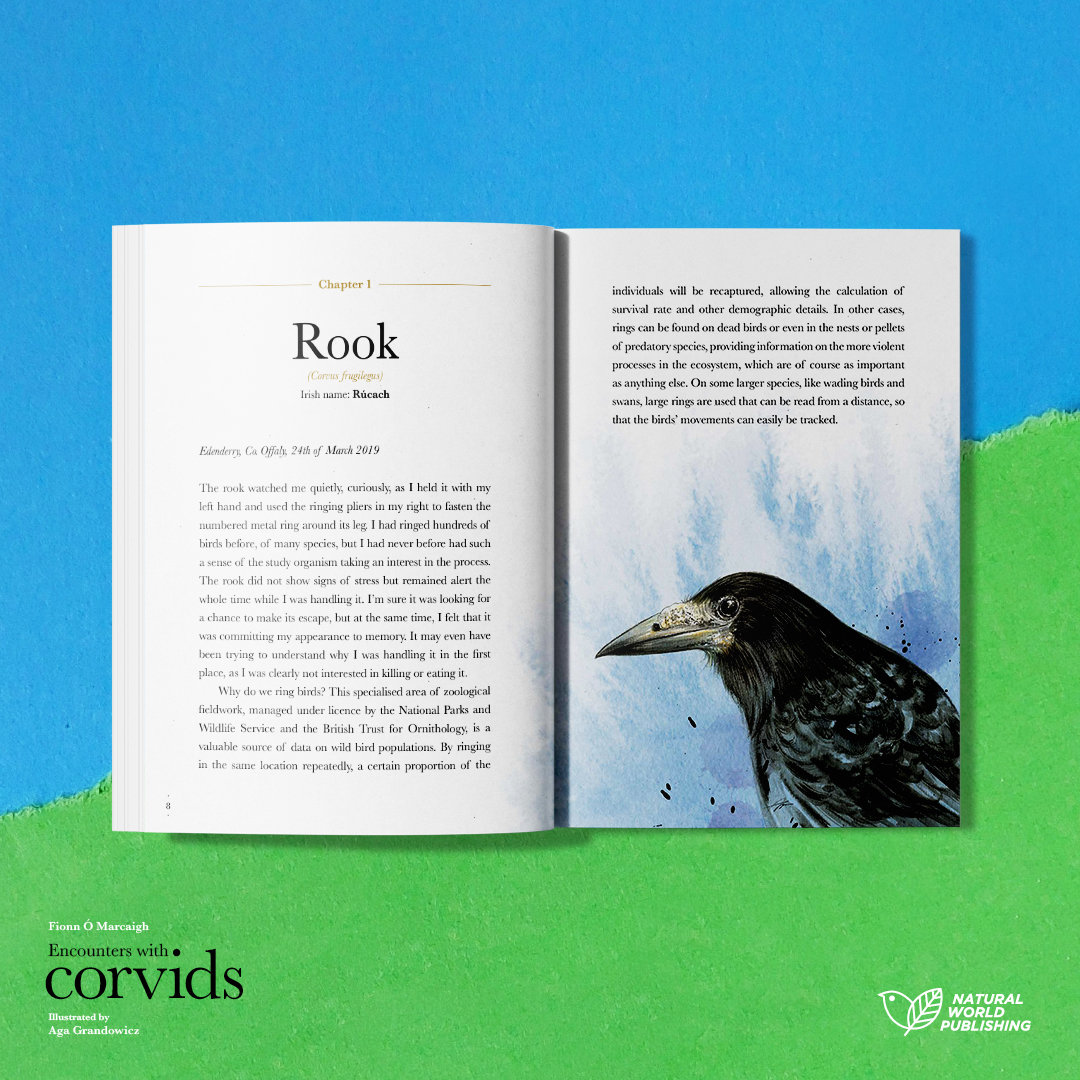 Encounters with corvids