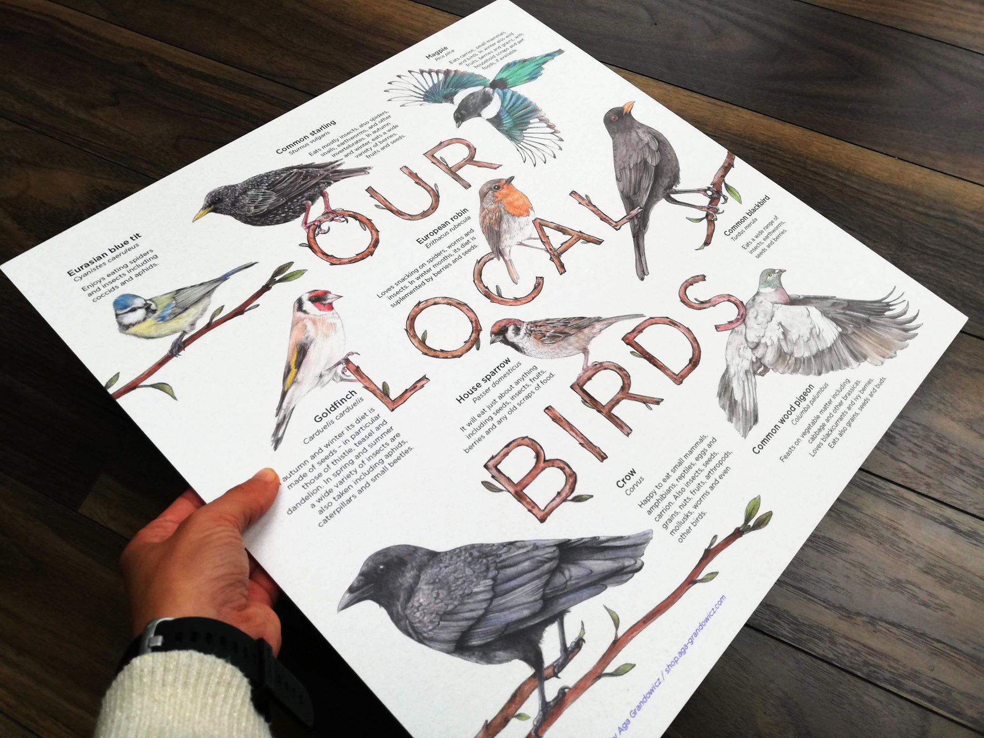 Our Local Birds – information board
