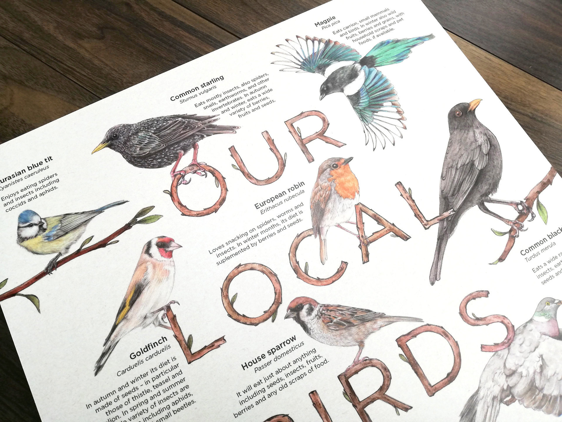 Our Local Birds – information board