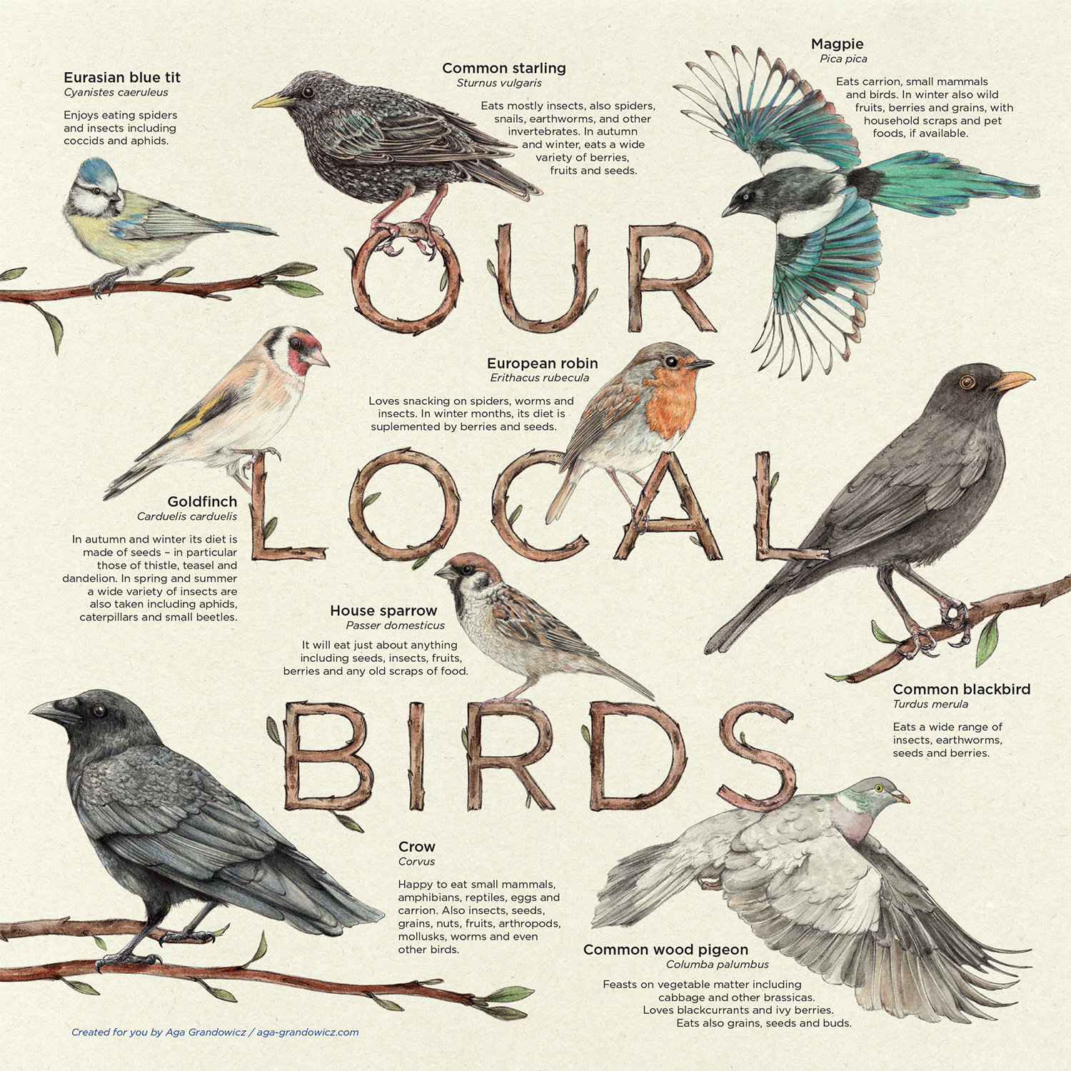Our Local Birds – information board